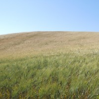 DIARIO 15.06.12: Staffetta Pagoda-Pomaia  Castellina-Poggibonsi-San Gimignano