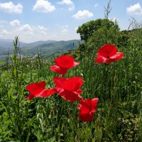 Giugno ’19 da Arezzo ad Assisi con i Monaci del Plum Village