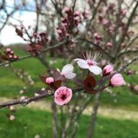 Plum Village, domande a monaci e monache – 4 aprile ’20 a cura del Sangha di Città di Castello