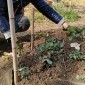 Nel giardino, strumenti Zen per scavare la terra. Meditare con il Sangha “Acqua Silente”