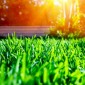 Esili, dorati, senza parole, gli Haiku di Manuel
